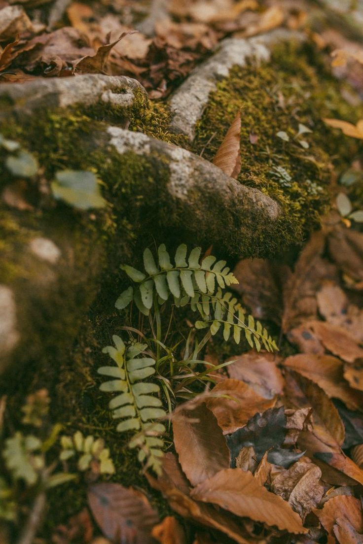 moss growing on rocks and leaves in the woods