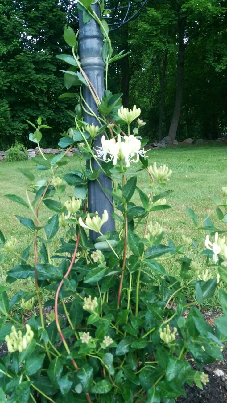 a bush with white flowers growing next to a metal pole in the middle of a park