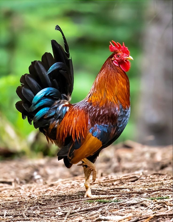 a colorful rooster is walking on the ground