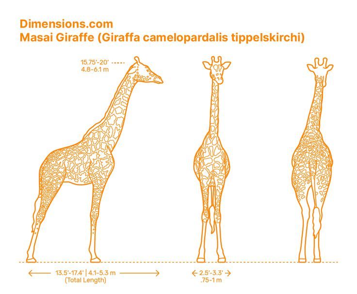 three giraffes are shown with measurements for each one's head and neck