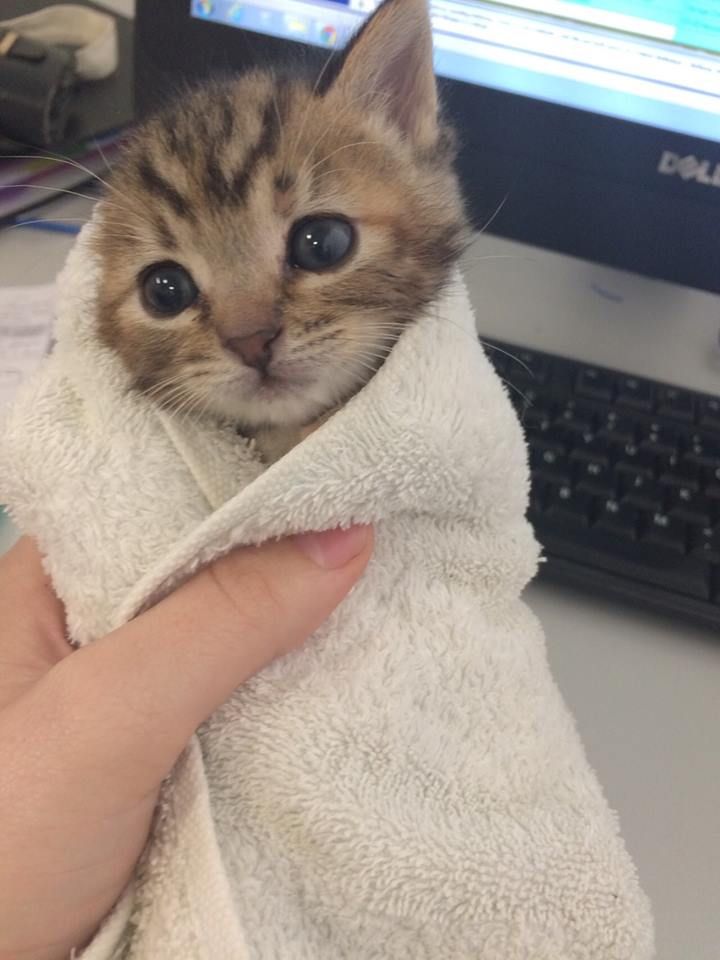 a cat wrapped in a towel with the caption purrito