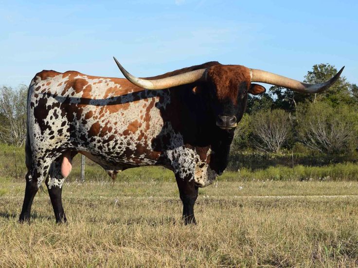 a brown and white cow standing on top of a dry grass field next to trees