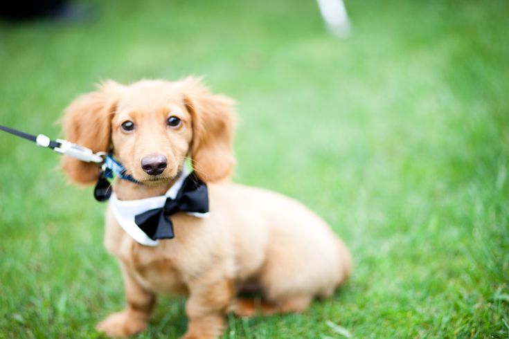 a small brown dog wearing a bow tie and holding an umbrella in it's mouth