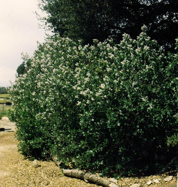 a bush with white flowers is next to a body of water