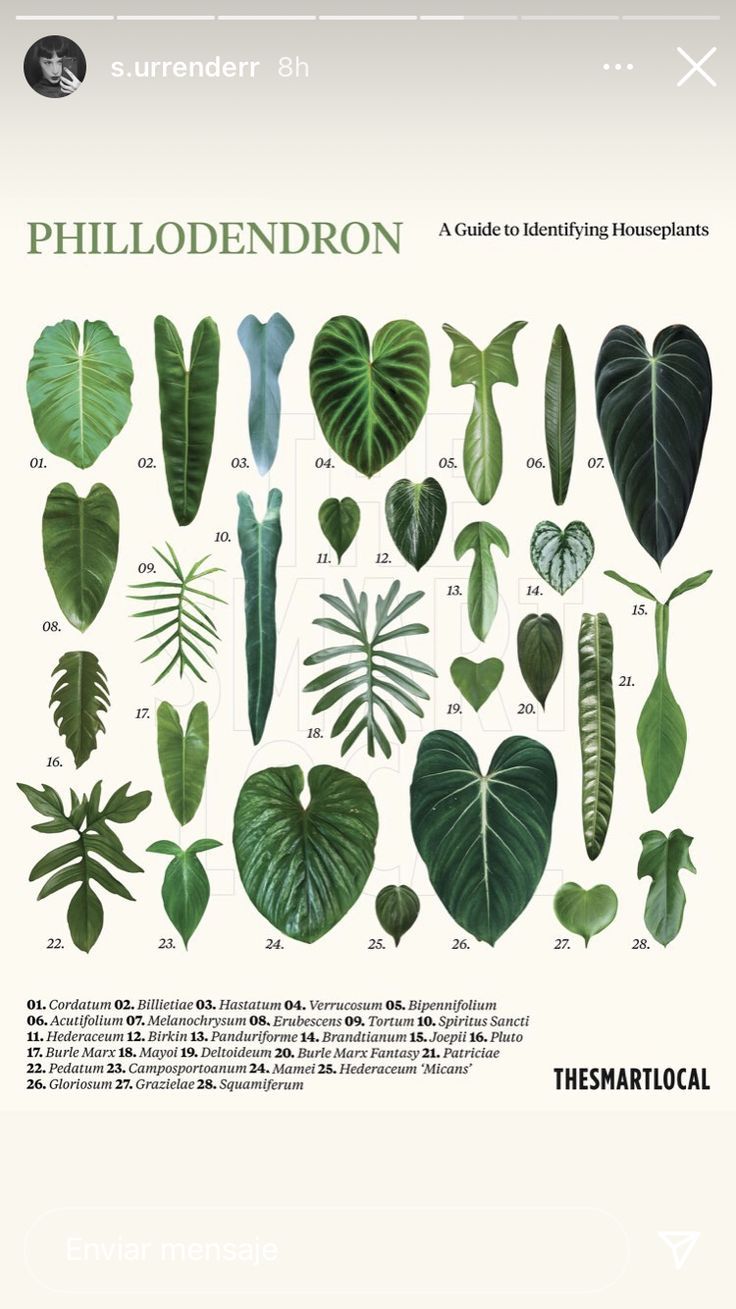 the illustrated guide to tropical plants