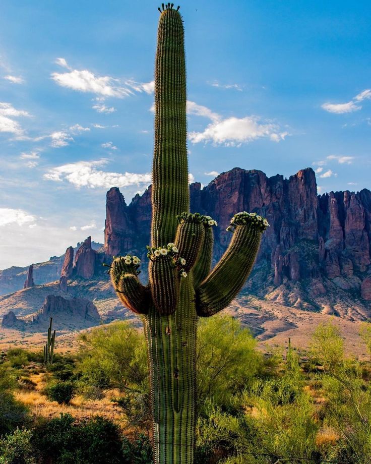 a large cactus in the desert with mountains in the background