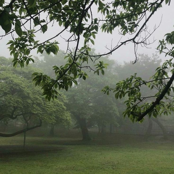 foggy park with benches and trees in the foreground