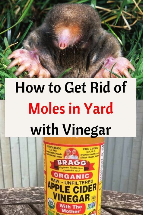 how to get rid of moles in yard with vinegar