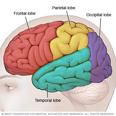 the human brain is shown with labels on it