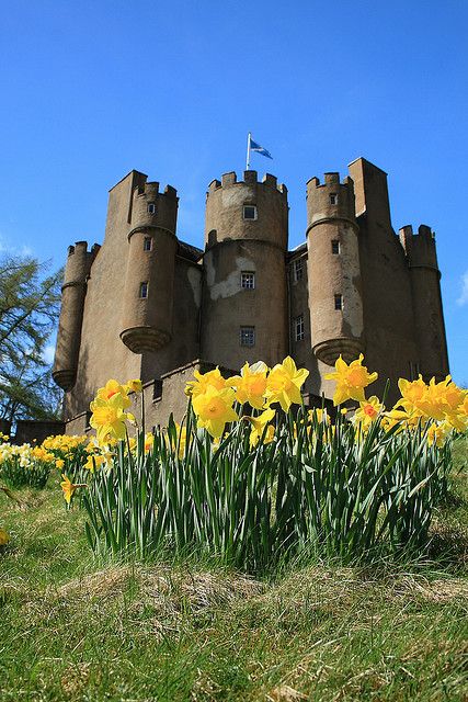 yellow daffodils grow in front of a castle like structure with tall towers