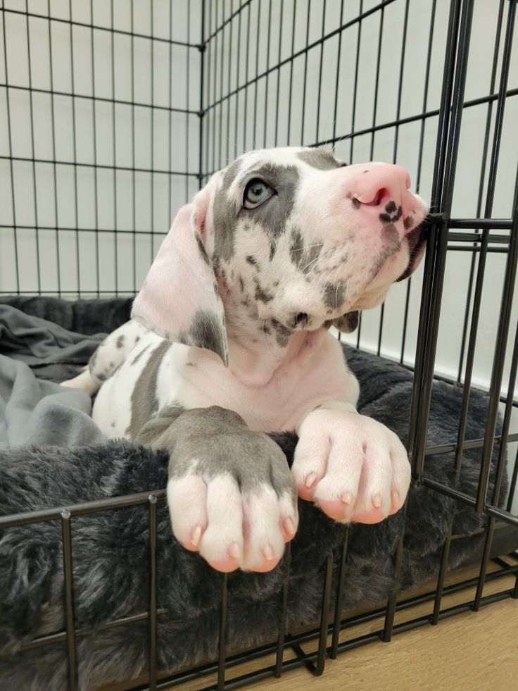 a dog laying in a cage with its paws on the floor and head resting on it's back