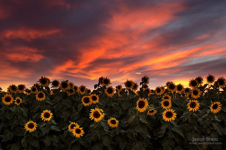 the sunflowers are blooming in the field as the sky is pink and orange