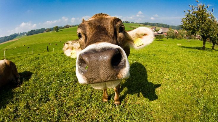 a cow standing in the middle of a green field