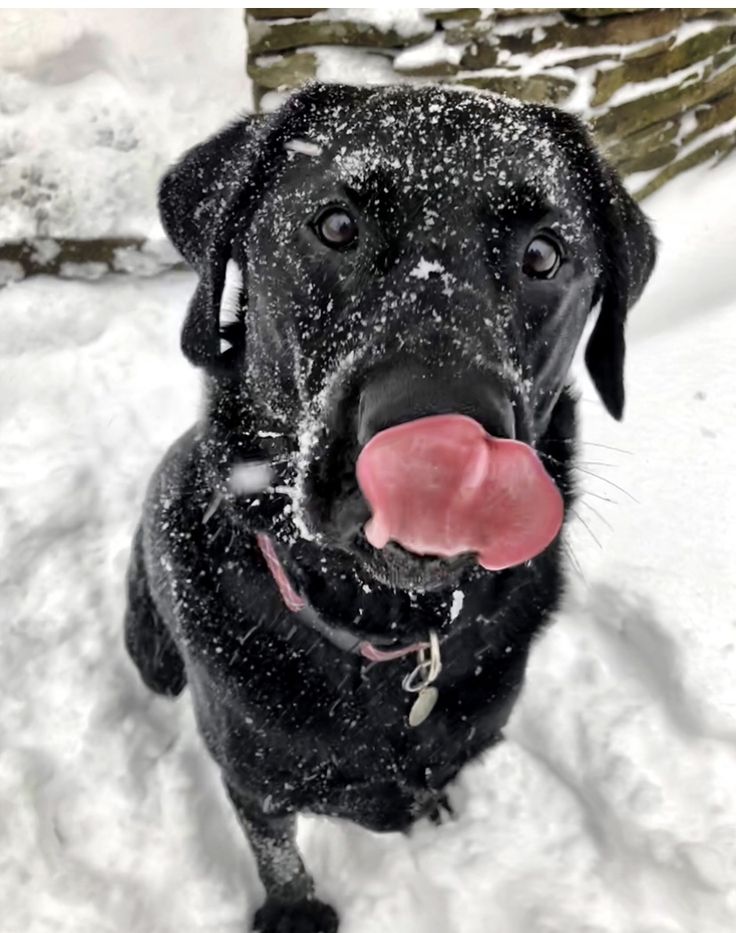 a black dog is standing in the snow with its tongue out and it's tongue hanging out