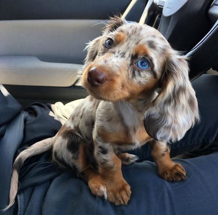 a small brown and black dog with blue eyes sitting in the back seat of a car