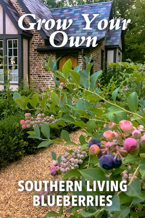 the cover of grow your own magazine with blueberries growing in front of a house