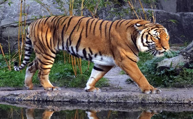 a tiger walking across a body of water next to grass and rocks with its reflection in the water