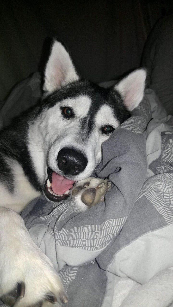 a black and white dog laying on top of a bed