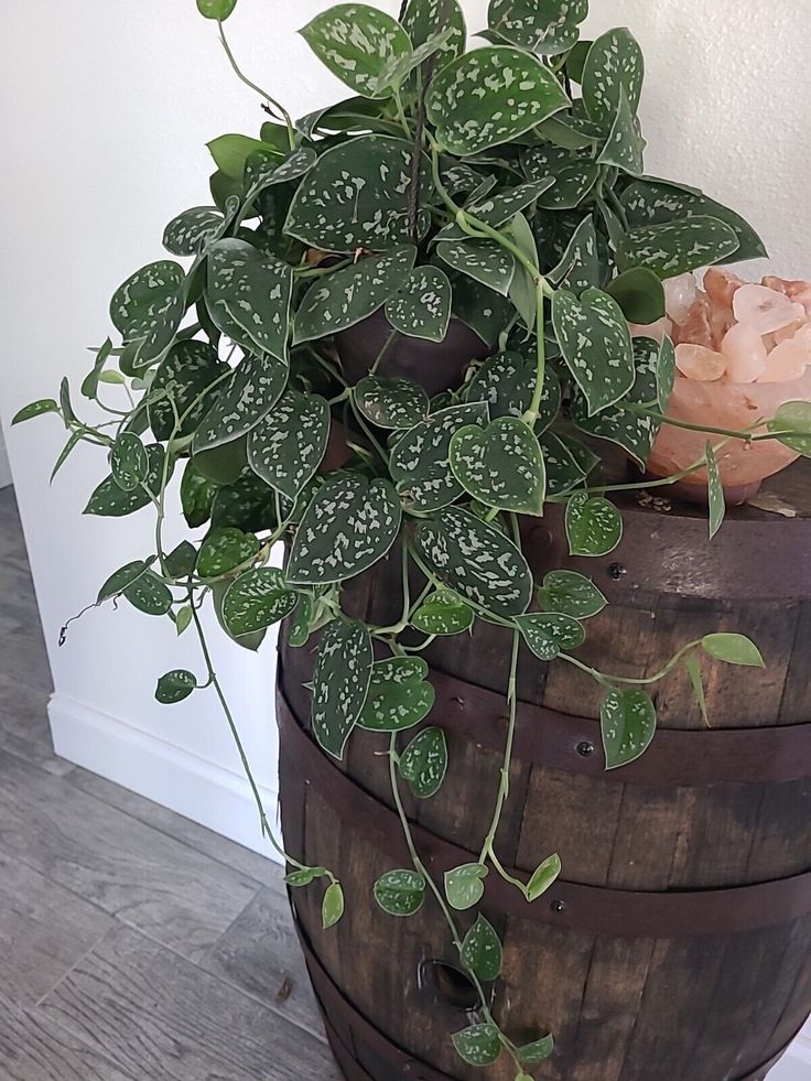 a potted plant sitting on top of a wooden barrel