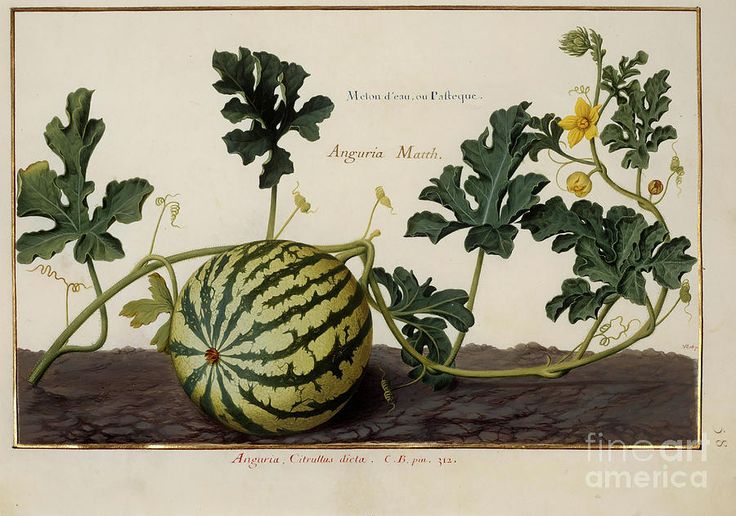 a watermelon with leaves and flowers growing on it's side, next to another plant