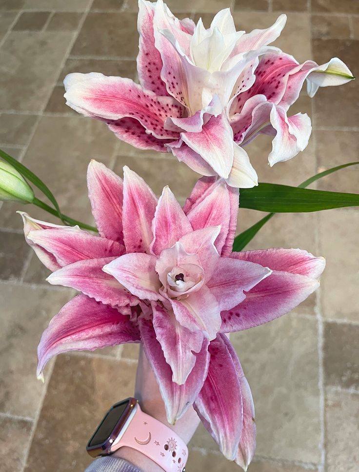 a hand holding a pink and white flower in it's left arm on a tile floor