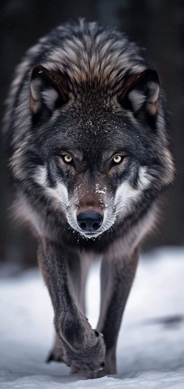 a wolf walking in the snow towards the camera