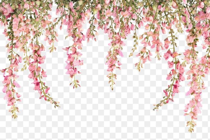 pink flowers hanging from the ceiling on a white background