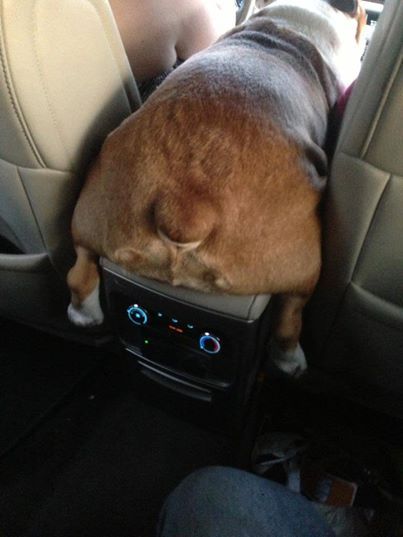 a dog sleeping on top of a radio in the back seat of a car