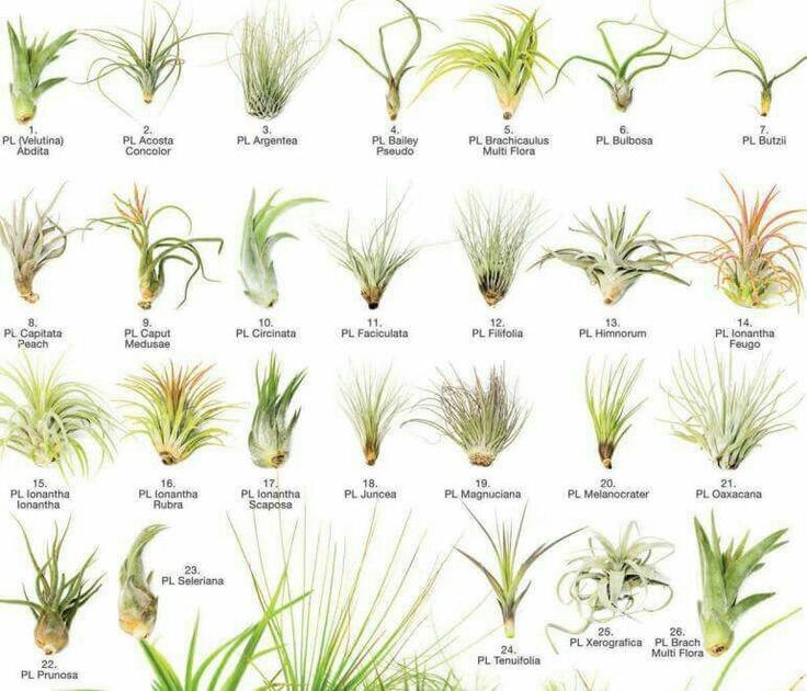 an image of various air plants