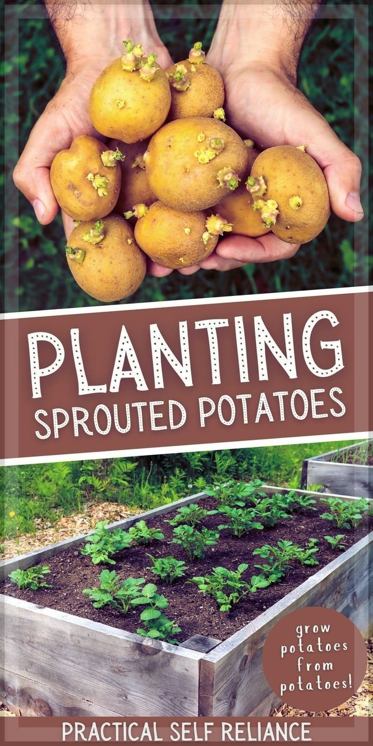 a person holding potatoes in their hands with the title planting sprouted potatoes practical self reliance