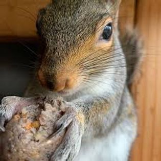 a close up of a squirrel eating something