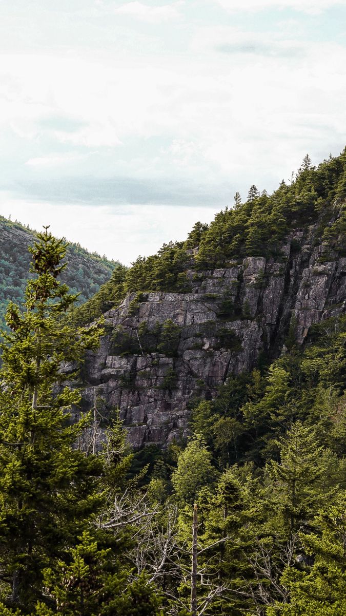 there is a mountain with many trees in the foreground and one tree on the far side