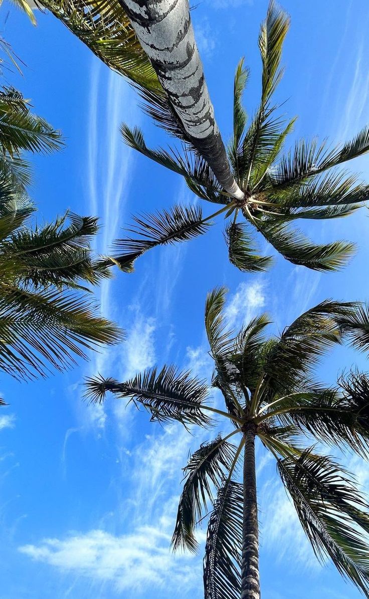 palm trees blowing in the wind under a blue sky with wispy white clouds