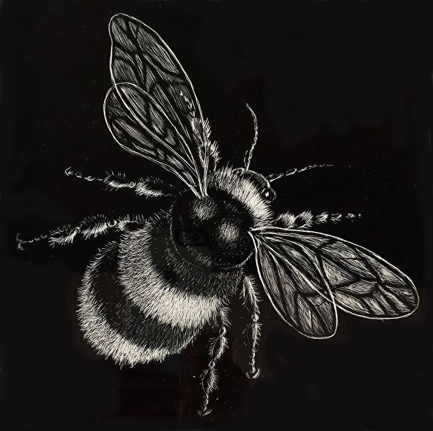 a black and white photo of a bee