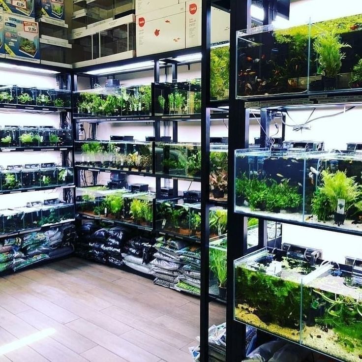 an indoor fish tank filled with plants and other aquatic items in a store display case