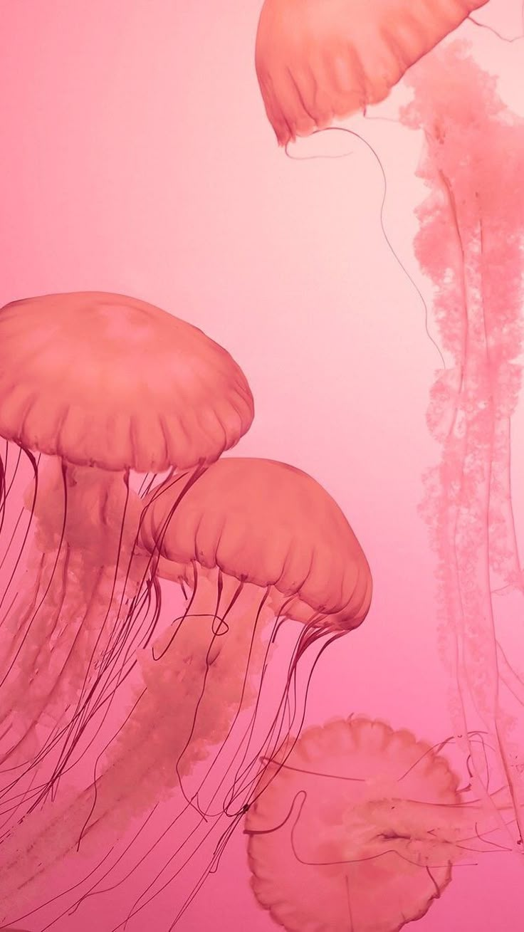 some very pretty jellyfish floating in the water together on a pink and red background