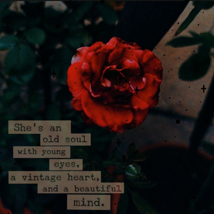 a red rose with the words she's an old soul with young eyes, a vintage heart and a beautiful mind