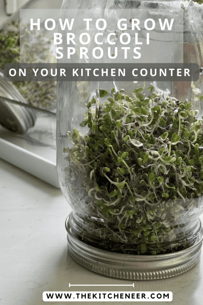 how to grow broccoli sprouts on your kitchen counter