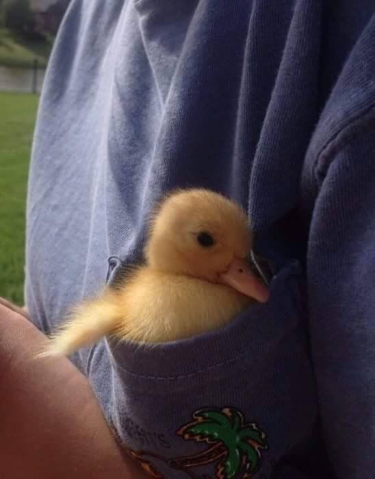 a person holding a small duckling in their pocket