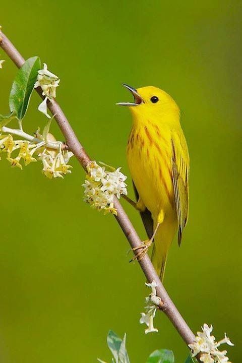 a yellow bird sitting on top of a tree branch with flowers in it's beak