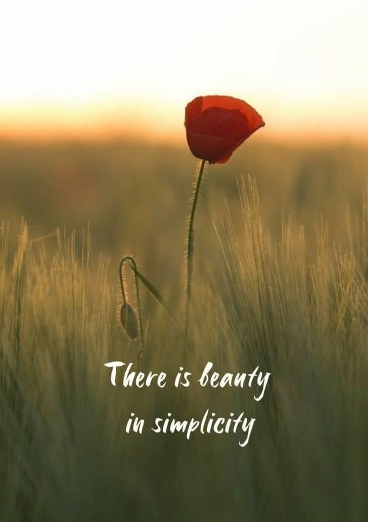 there is beauty in simplicity with a red flower on the field and grass