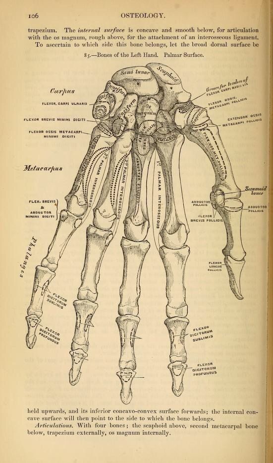 an old medical book shows the bones and muscles