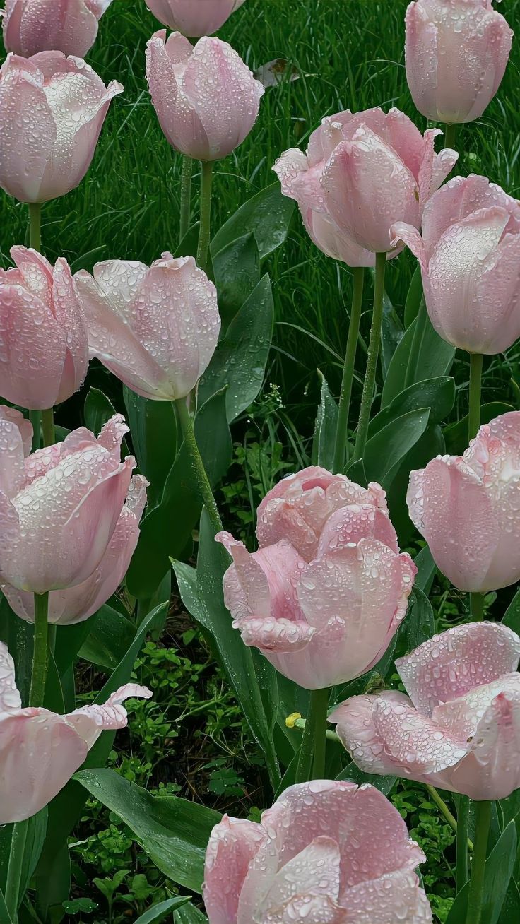 many pink flowers with water droplets on them