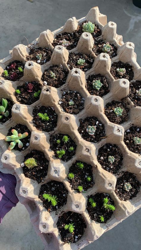 there are many small plants in the tray