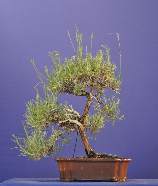 a bonsai tree in a brown pot on a blue table with purple wall behind it