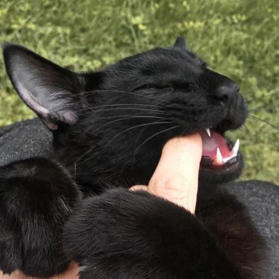 a black cat laying on top of a person's arm with its mouth open