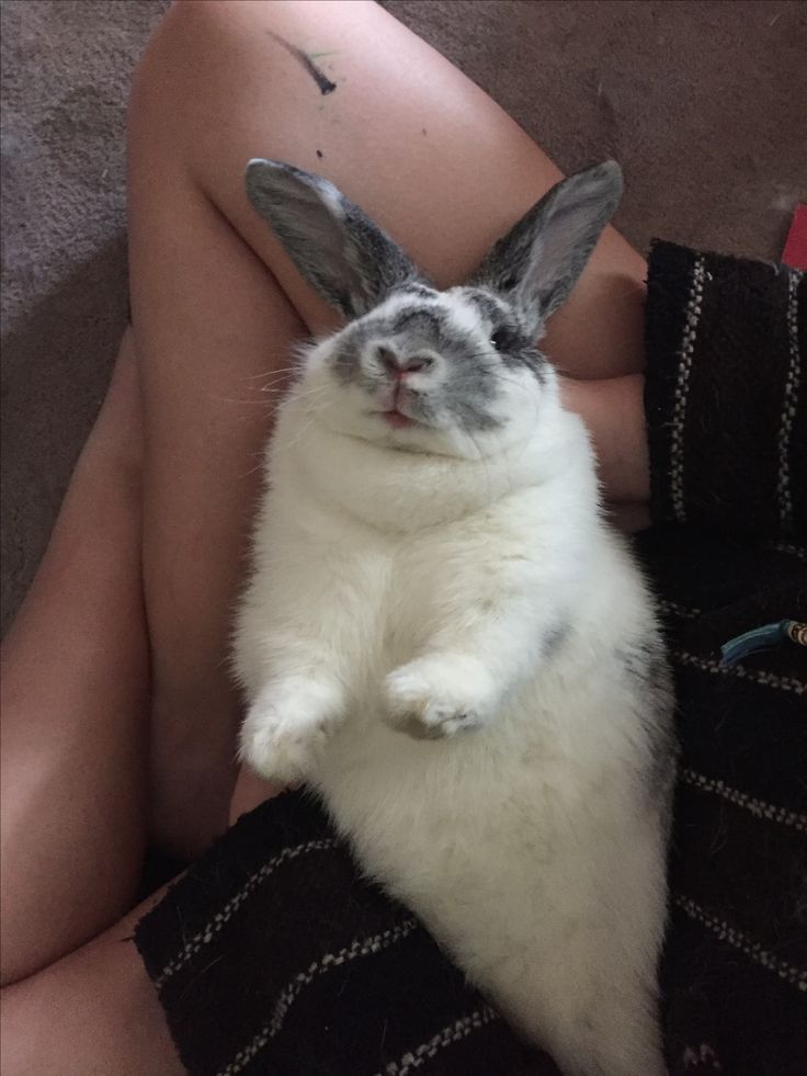 a white and gray rabbit sitting on top of someone's lap