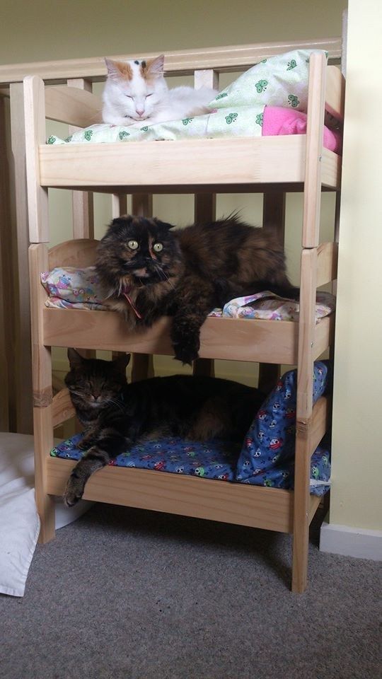 two cats laying on top of bunk beds in a room with carpeted flooring