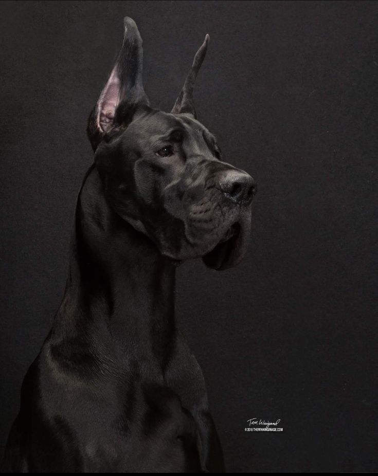 a large black dog standing in front of a dark background