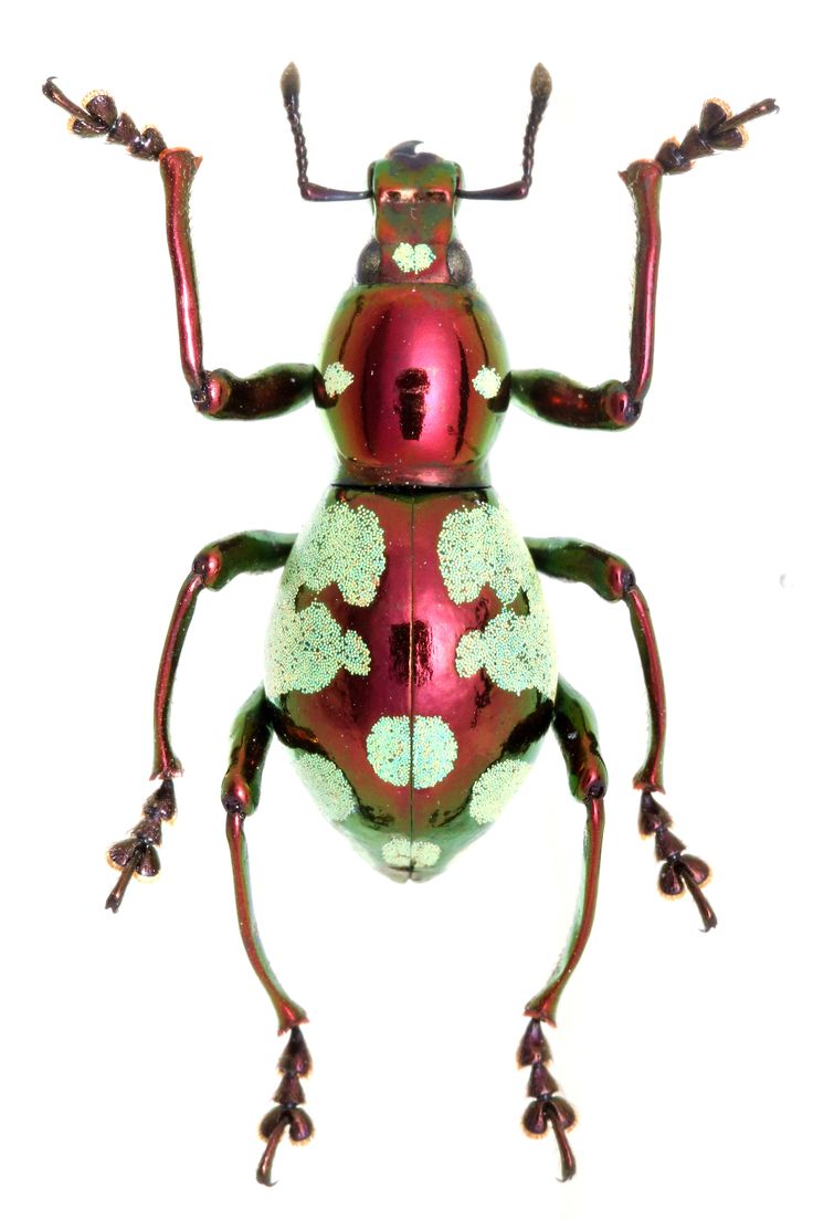 a red and green bug with white spots